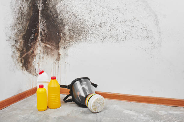 Best White Mold Remediation in Oak Point, TX