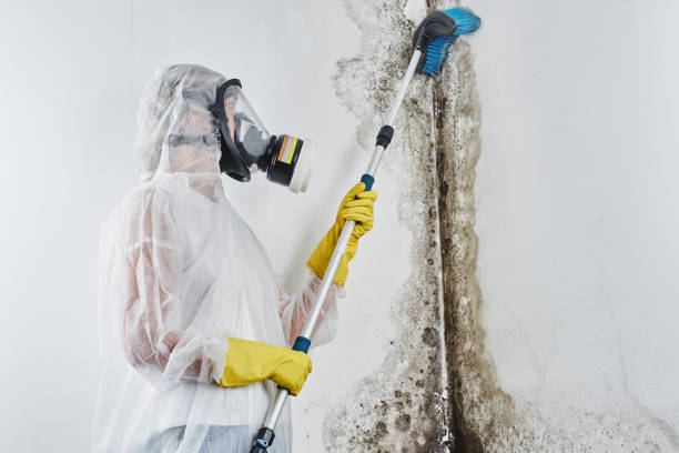 Best Black Mold Remediation in Oak Point, TX