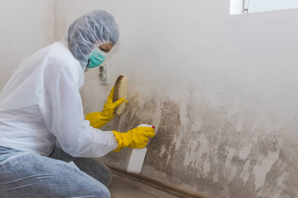 Best Commercial Mold Remediation in Oak Point, TX