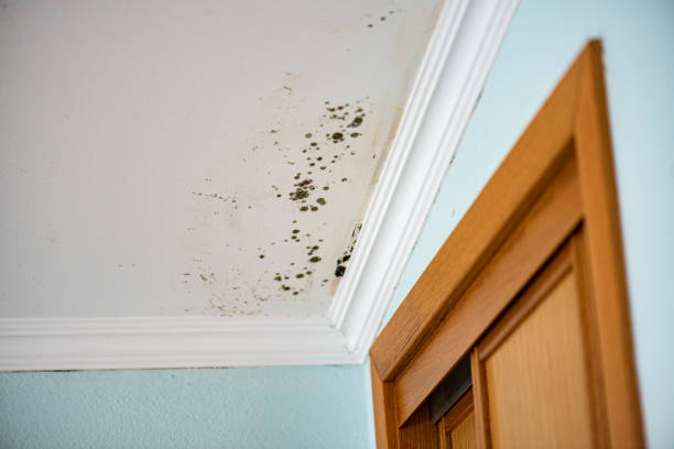 Best Mold Testing and Inspection Services in Oak Point, TX