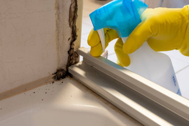 Best Residential Mold Remediation in Oak Point, TX