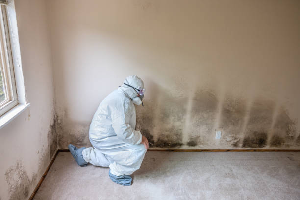 Best Residential Mold Remediation in Oak Point, TX
