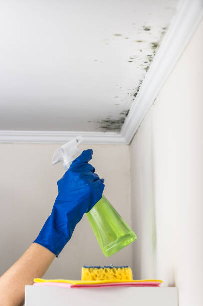 Best DIY Mold Remediation Support Services in Oak Point, TX